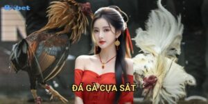 Đá gà cựa sắt 8xbet - Khám Phá Hình Thức Đấu Gà Mạo Hiểm Nhất